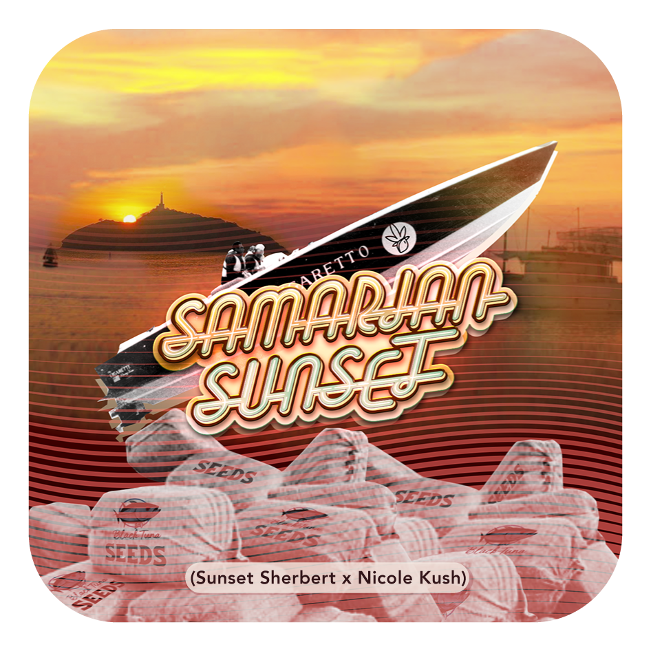 SUMERIAN SUNSET (feminized) 5 szt.