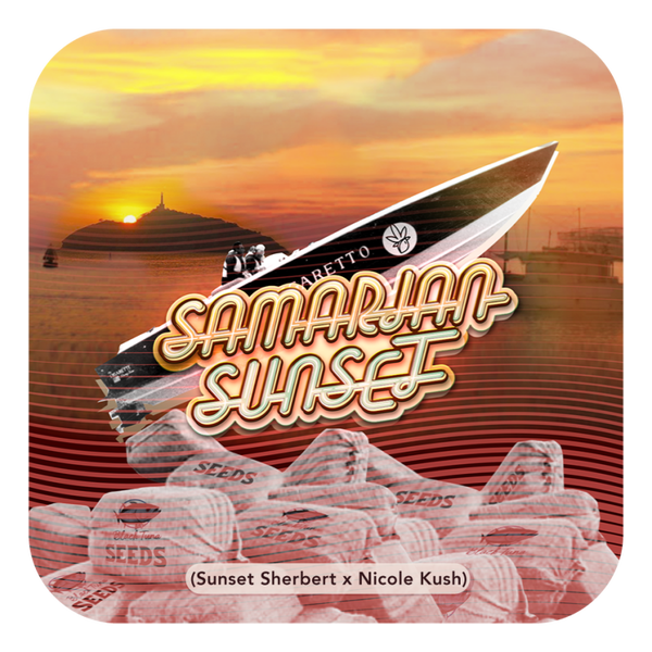 SUMERIAN SUNSET (feminized) 5 szt.