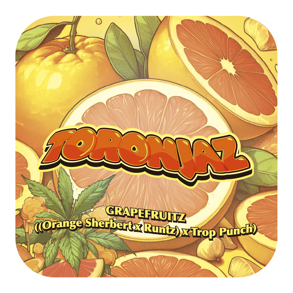 TORONJAZ (feminized) 5 szt.