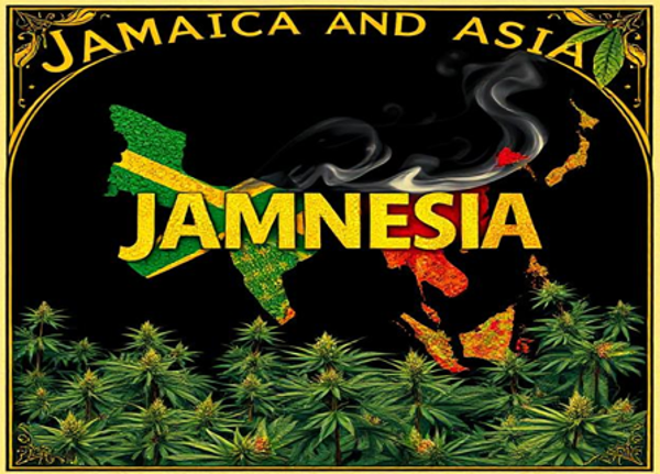 JAMNESIA (regular) 4 szt