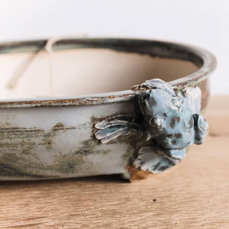 Bonsai pot met kikker.