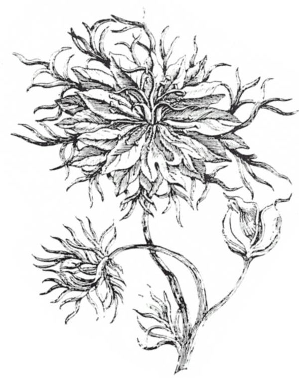 EI M1718/37 Love in the mist