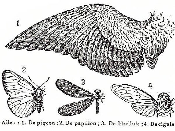 EI G1863/45 Wings