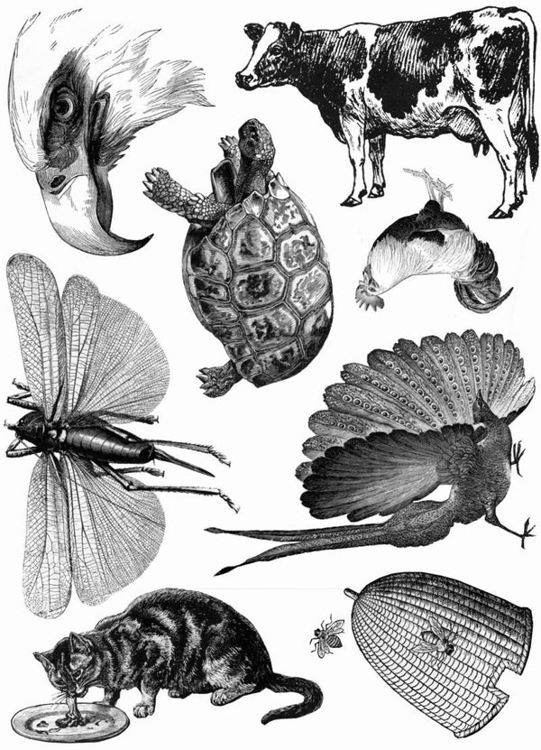 PLATESW115 Plate 115 Animals