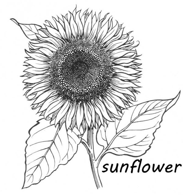 SW Q14026/174 Sunflower lg