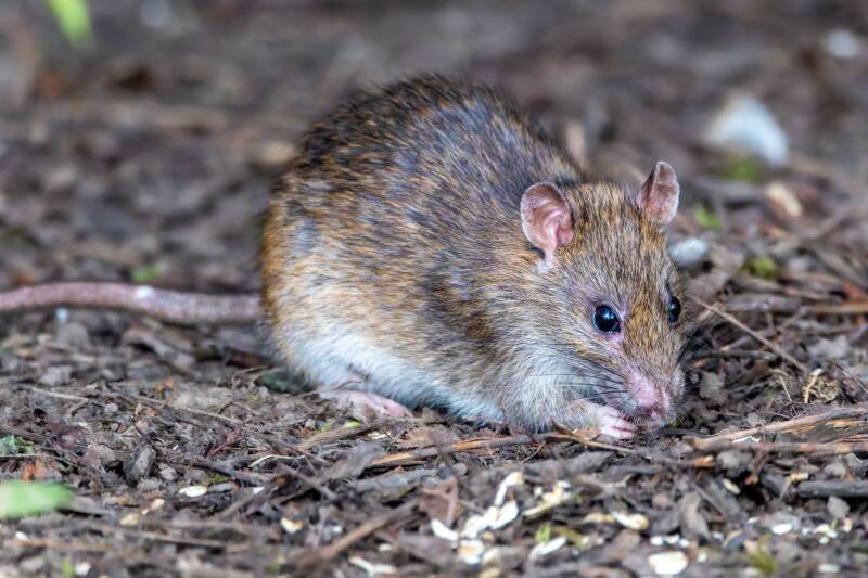 Ratte in Ratingen