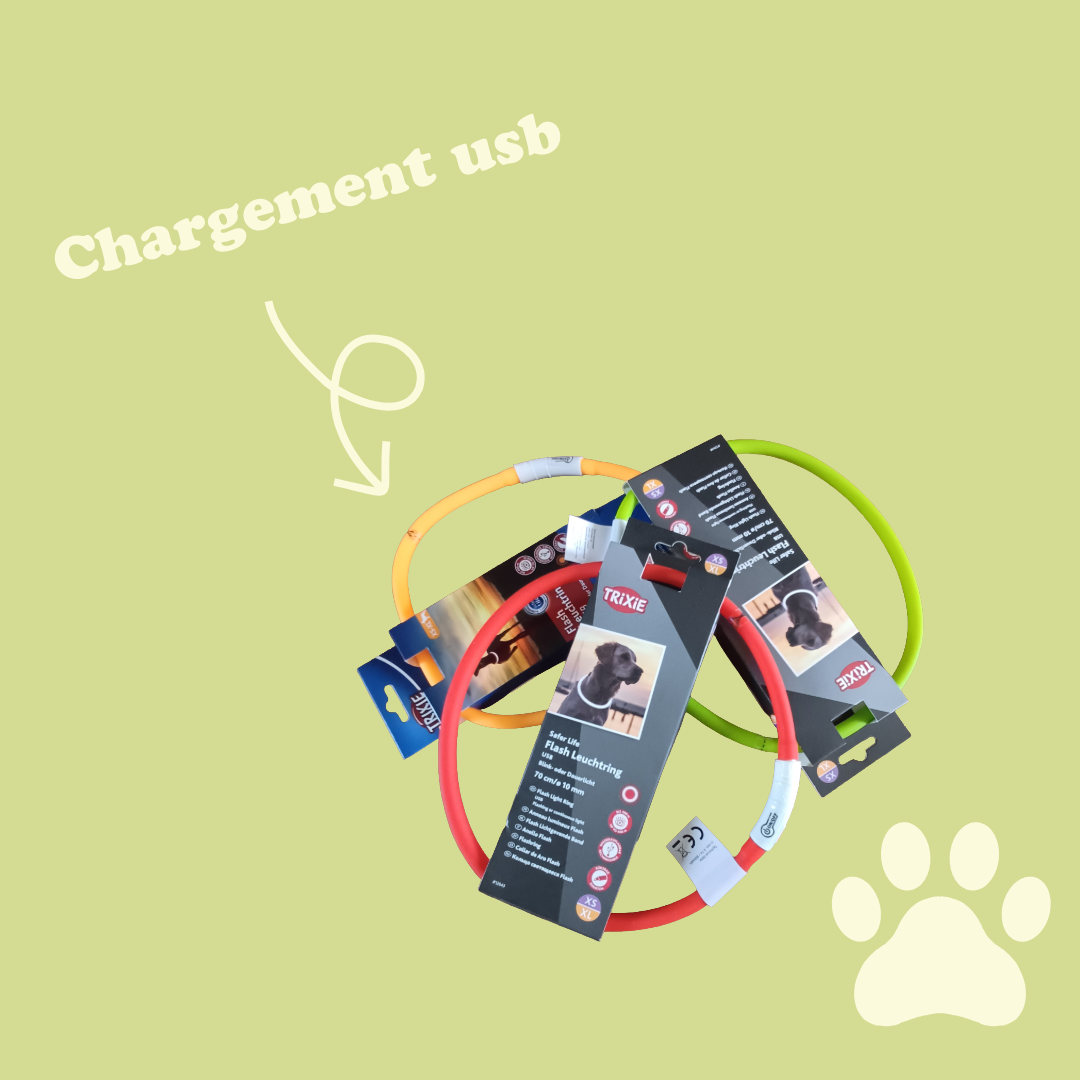 Collier lumineux chien