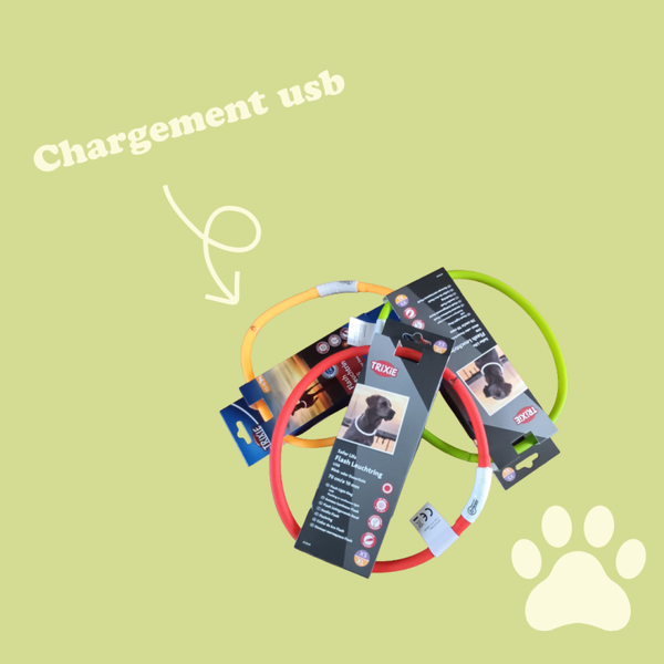 Collier lumineux chien