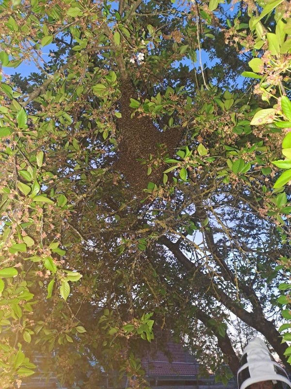 Bienenschwarm auf DNM oder ohne Rähmchen