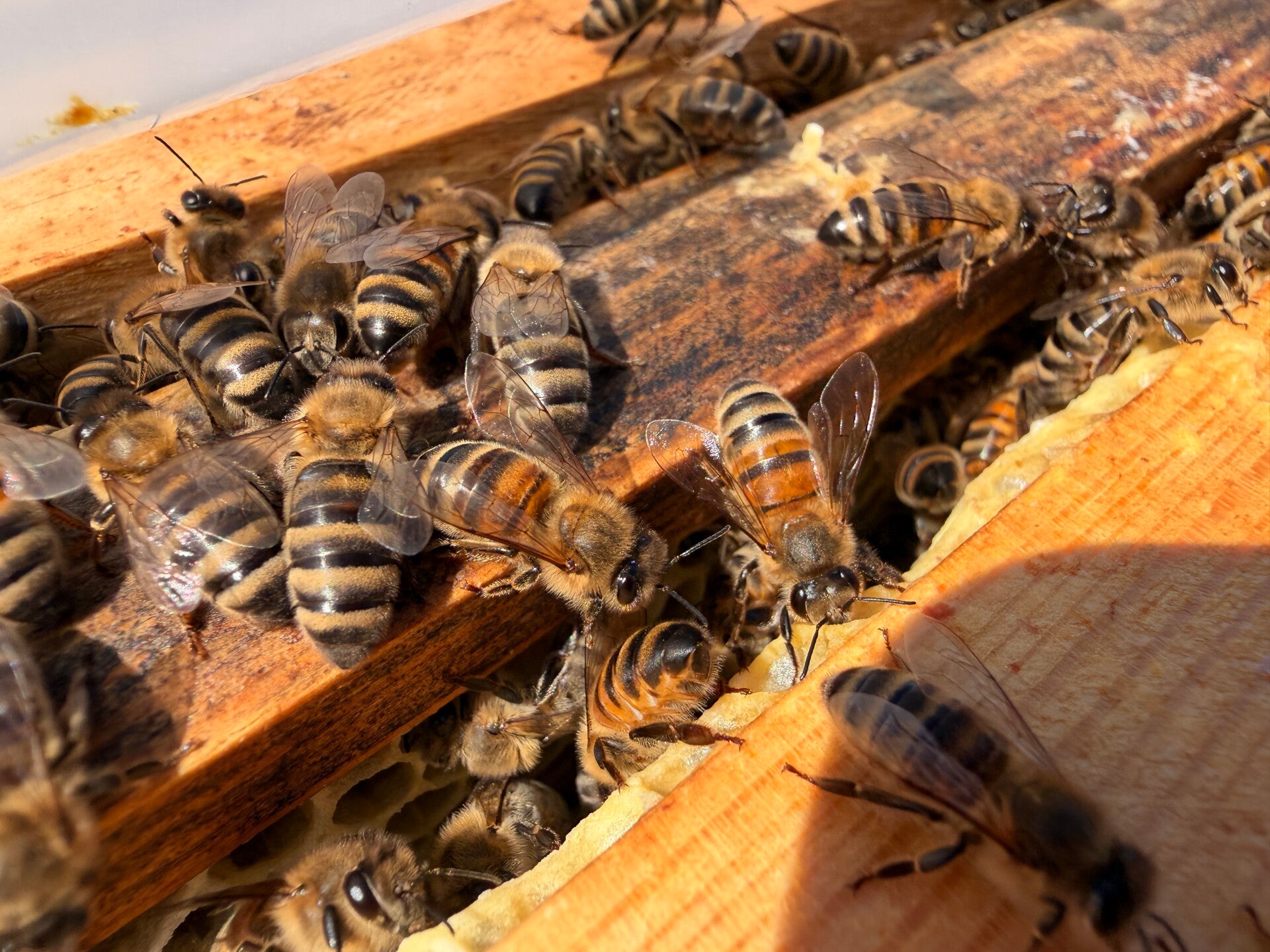 gesundes Bienenvolk auf DNM
