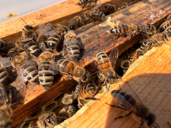 gesundes Bienenvolk auf DNM