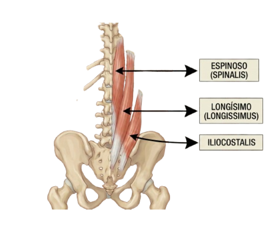 Anatomia de la espalda baja