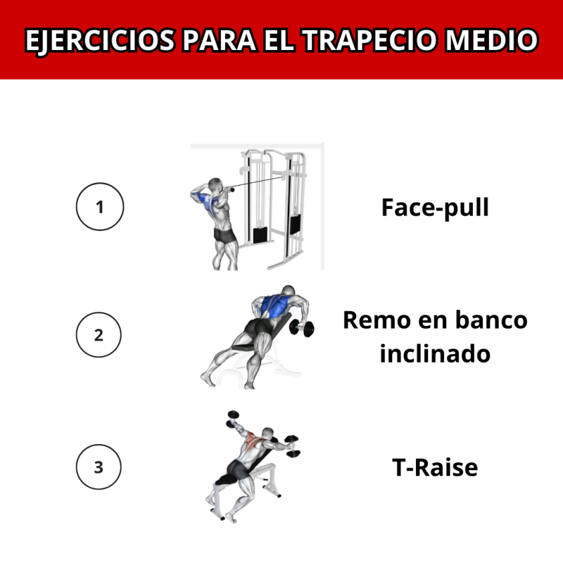 Ejercicios para el trapecio medio