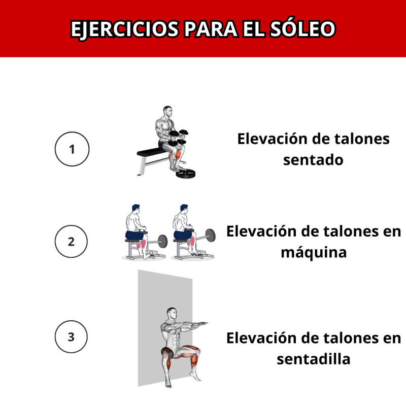 Ejercicios para el sóleo: elevación de talones sentado, en máquina y en sentadilla para fortalecer pantorrillas