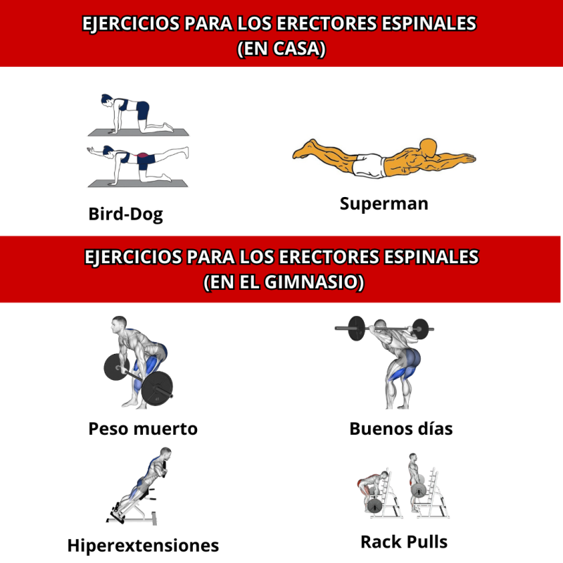 Ejercicios para erectores espinales
