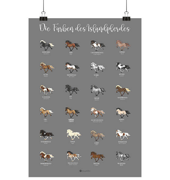 Poster - Die Farben des Islandpferdes
