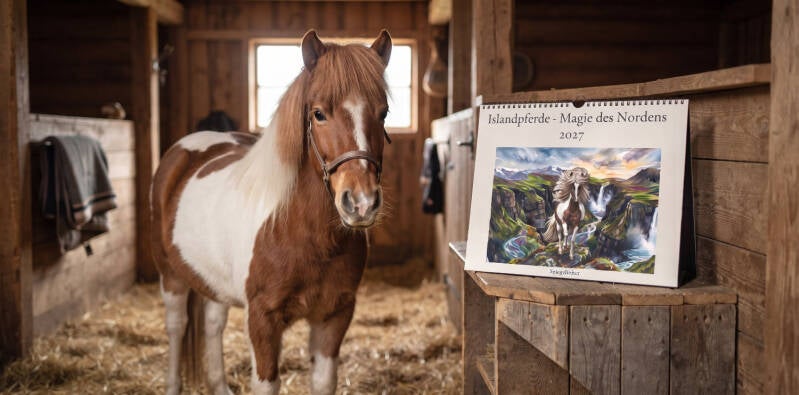 Ein Wandkalender steht in ienem Stall rechts auf einem Regal. Ein Islandpferd, ein Fuchsschecke, der ein Halfter trägt steht ruhig daneben. Der Stall ist gemütlich und mit frischem Stroh eingestreut. Im Hintergrund hängt eine Decke.