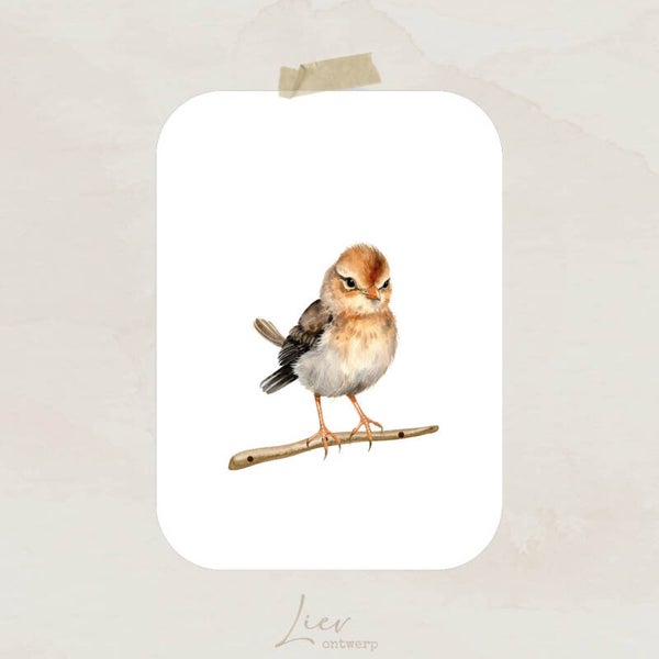 Vogeltje (A6)