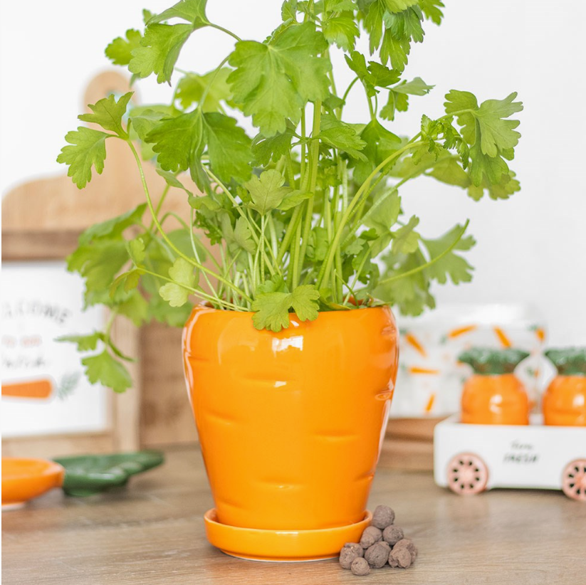 Carrot Shape Plant Pot With Parsley Seed Balls