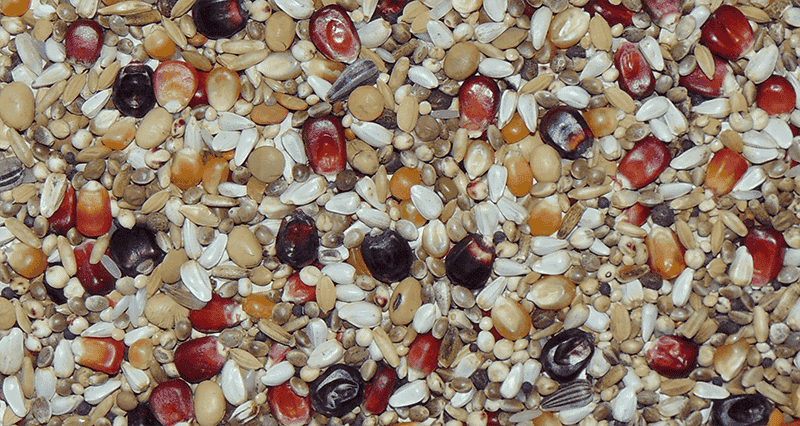 D100 - Paloma Olympic Diamond 20KG