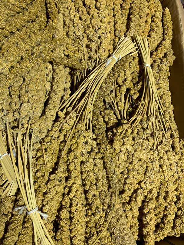 S935 -  Paloma Trosgierst 1KG