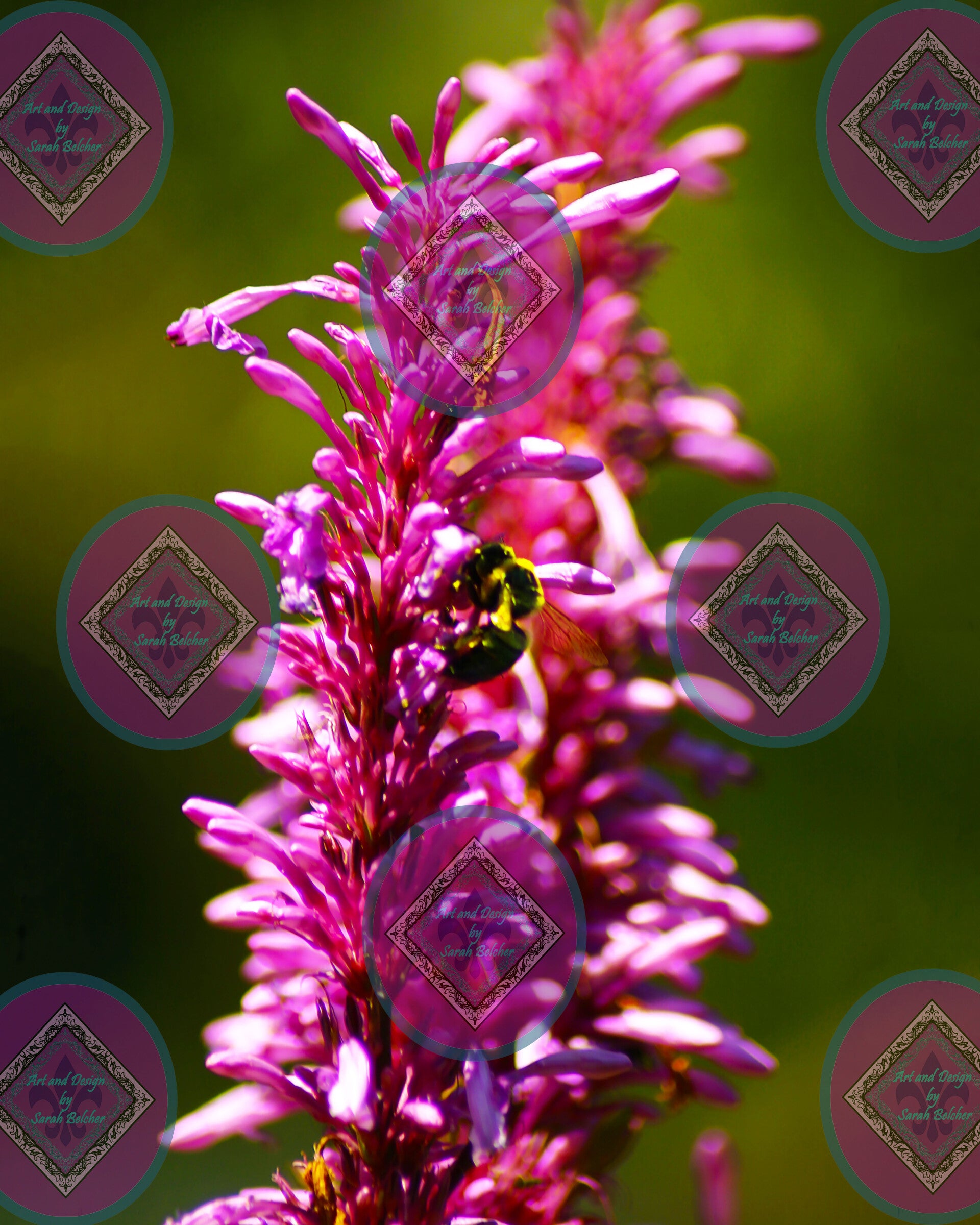 "Visit to the Purple Firespike" (Purple, flower, Bee, Bumblebee)