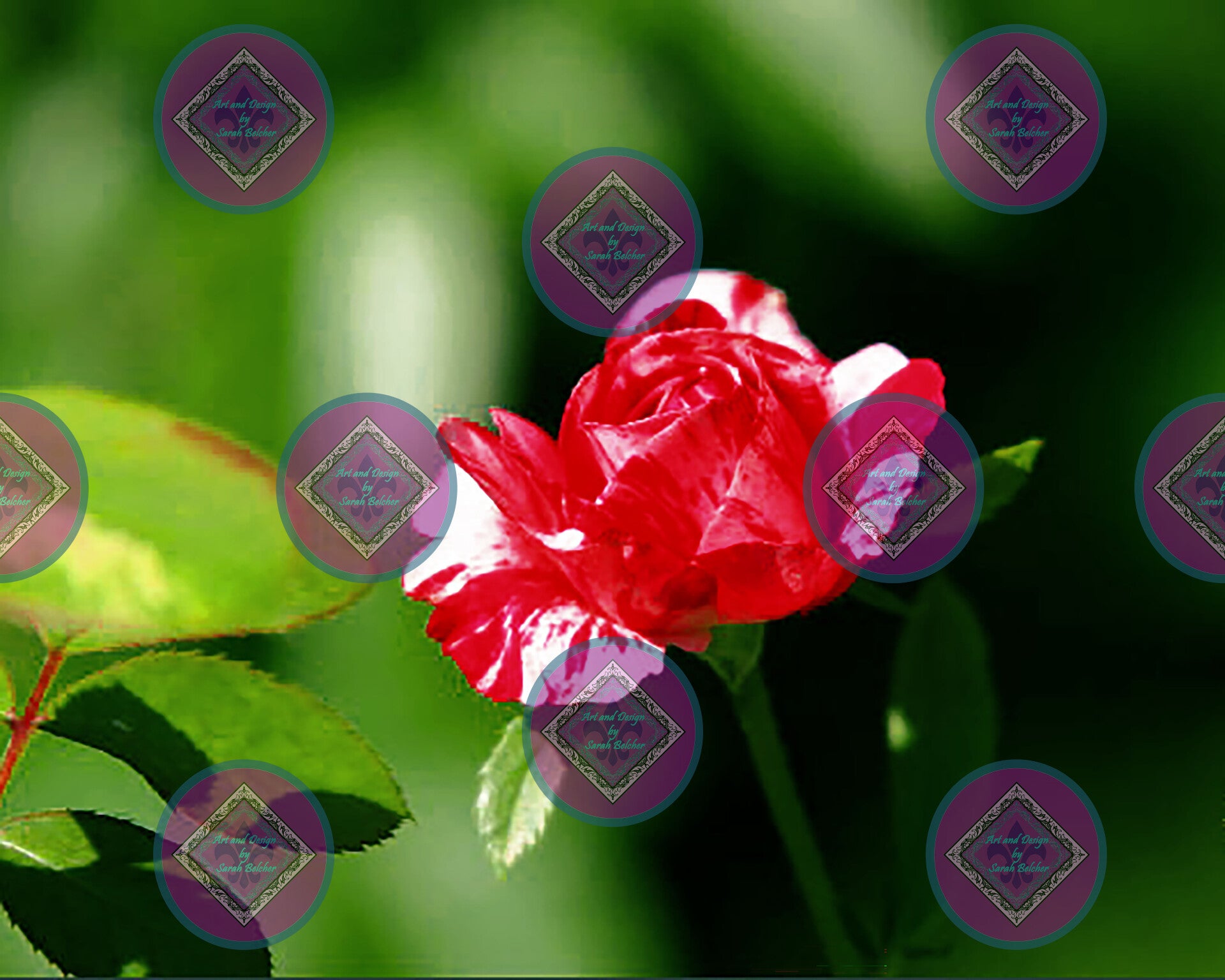 "Red and White Rose" (Print of photograph, red, white, green, roses)
