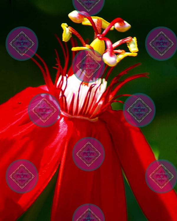"Red and gold undone flower" (Print of photograph, red, yellow, green, flowers)