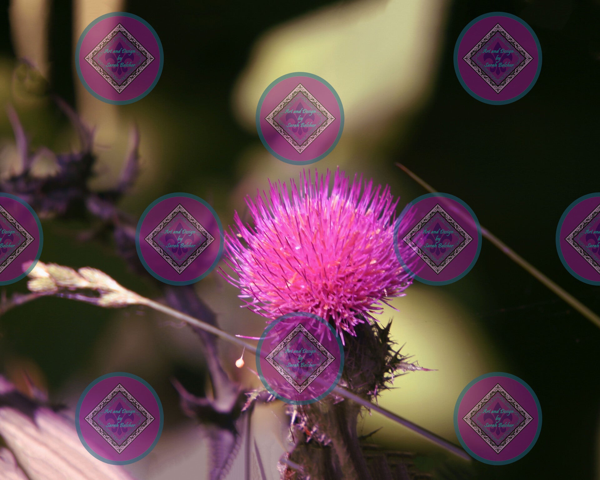 "Purple thorns" (Print of photograph, purple, green, flower)