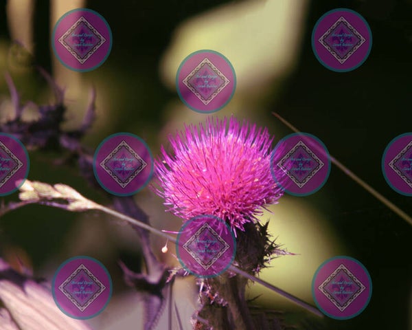 "Purple thorns" (Print of photograph, purple, green, flower)