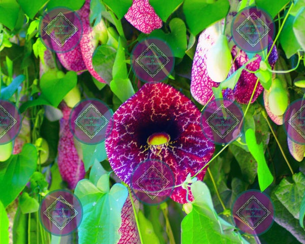 "Purple Heart " (Print of photograph, purple, green, flowers)