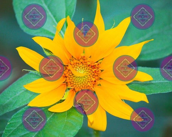 "Pop of sun" (Print of photograph, yellow, orange, green, flowers)