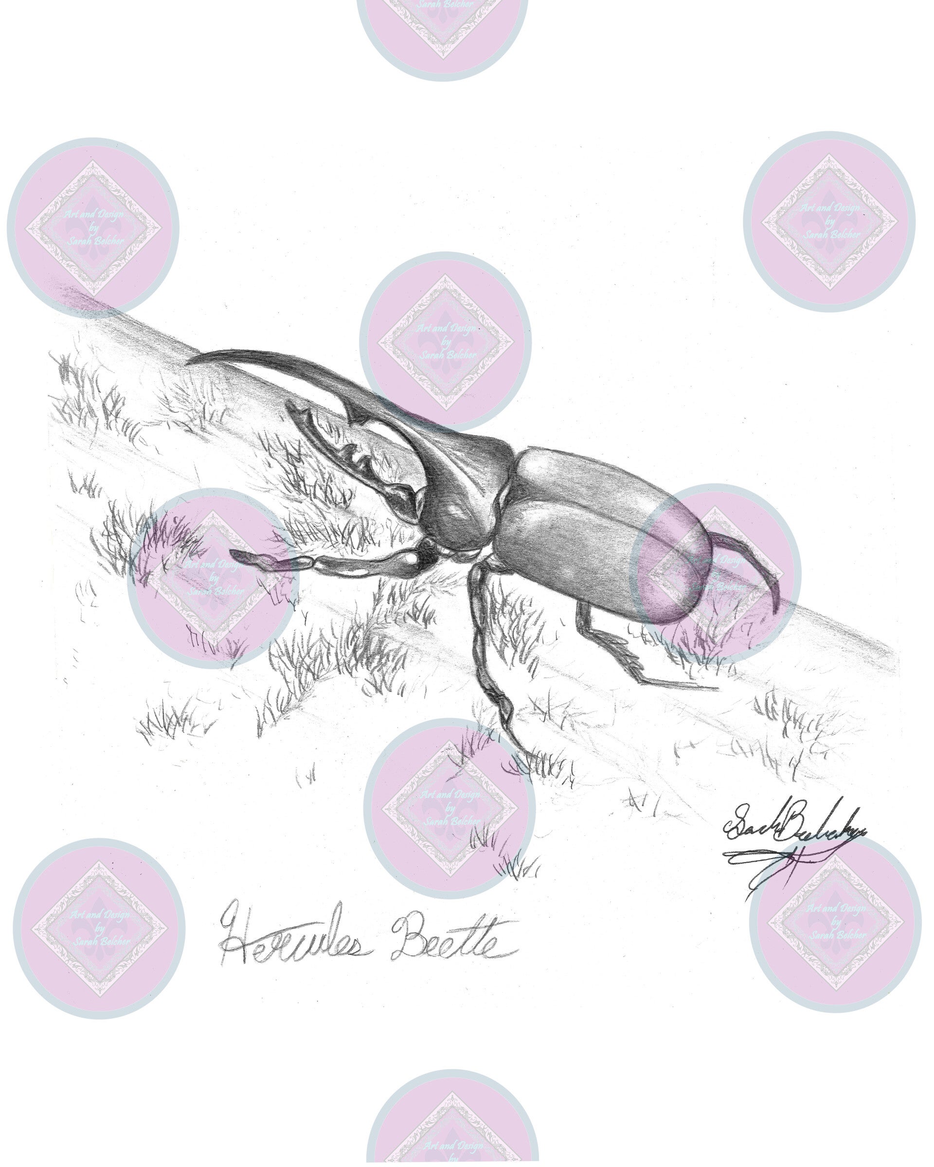 Hercules Beette (Black & White pencil)