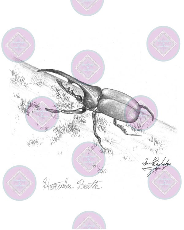 Hercules Beette (Black & White pencil)