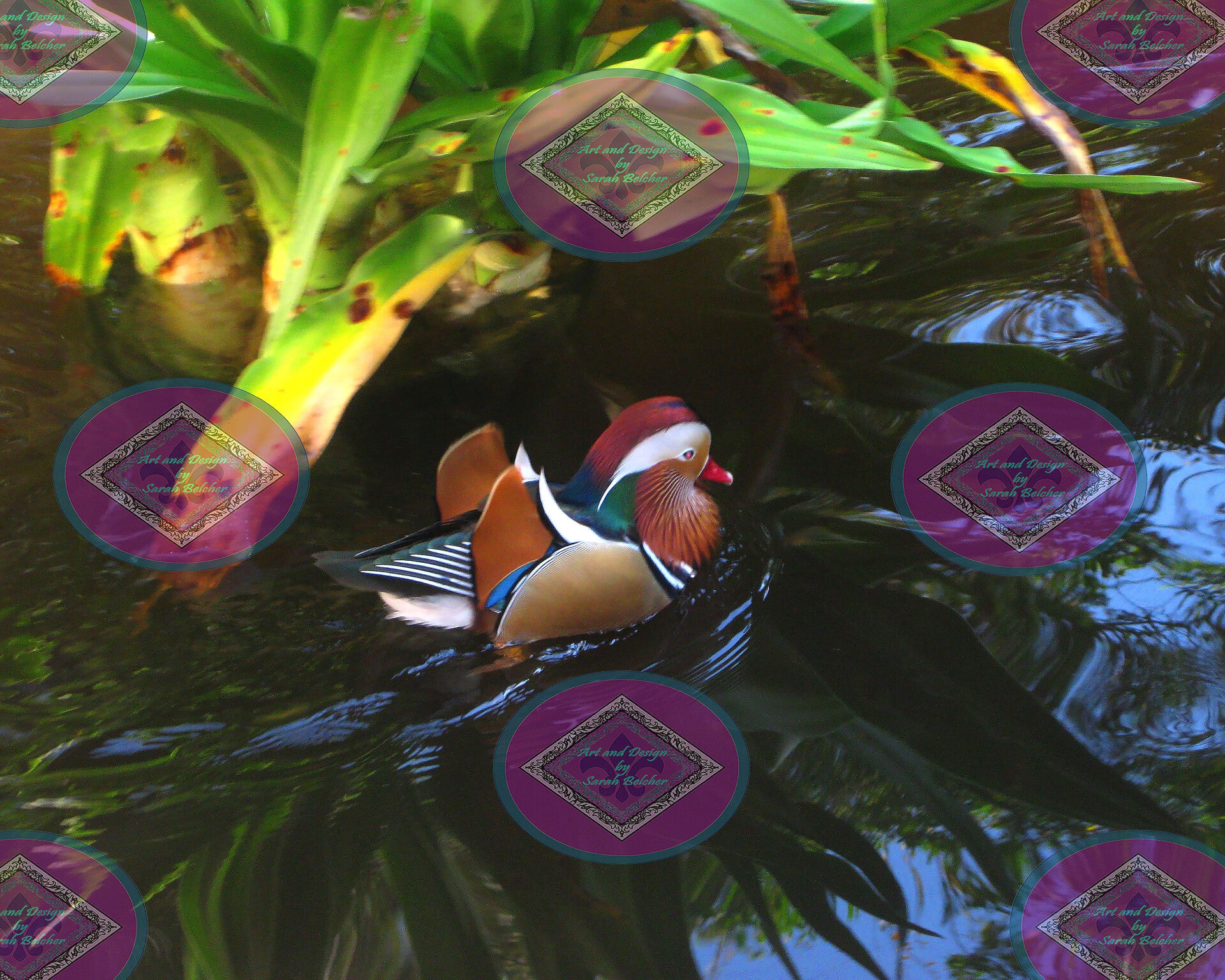 MR. Duck (Red, Brown, Green, Black. Birds, Ducks)