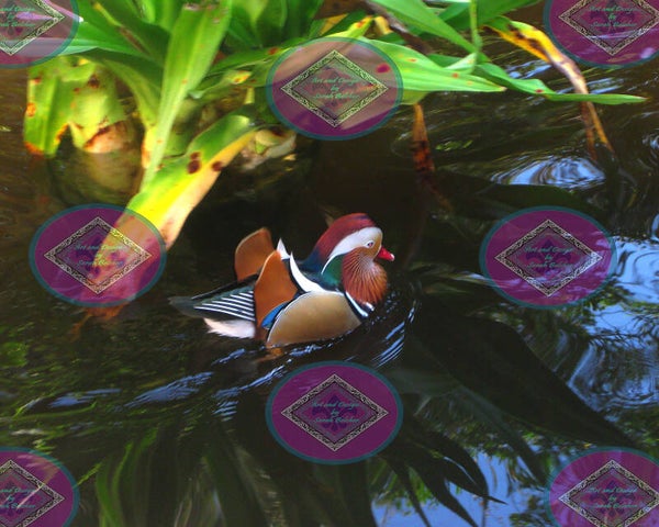 MR. Duck (Red, Brown, Green, Black. Birds, Ducks)