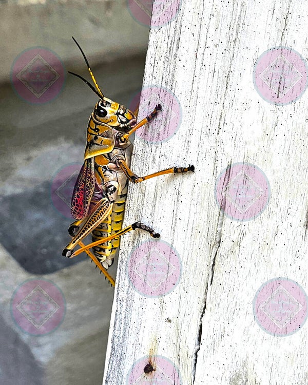 MR. Grasshopper in sun bust (Black, Red, Orange, Brown, Gray, Bug, Insect)