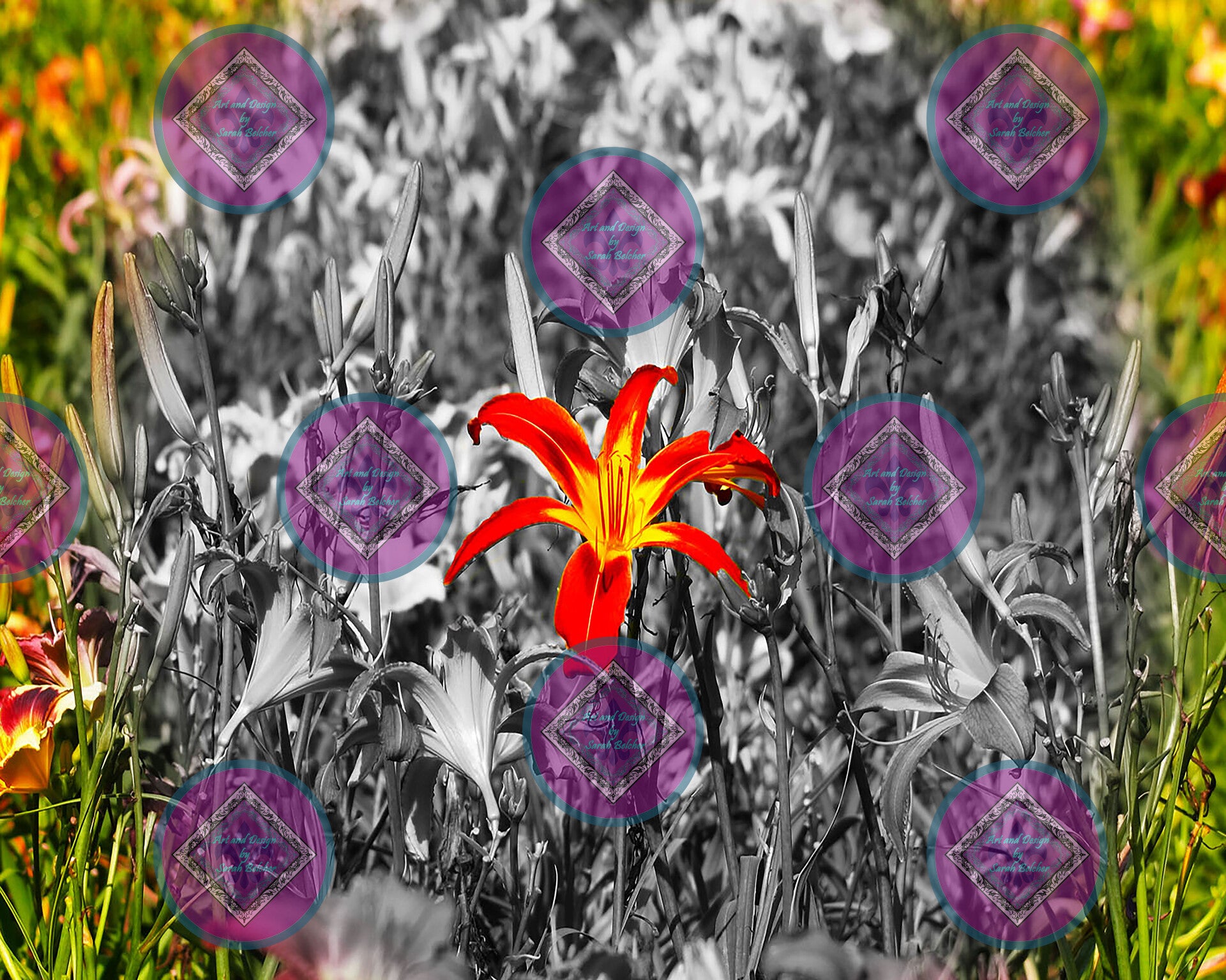 "lily pop of color" (Black and white, Yellow and Red Flowers)