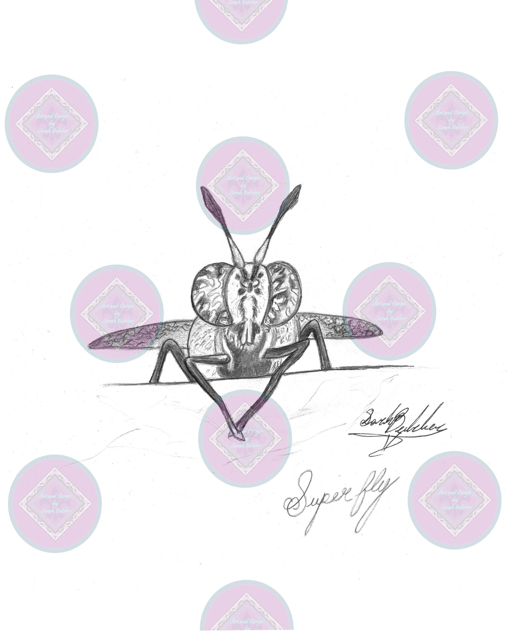 Fly (Black and White Pencil)