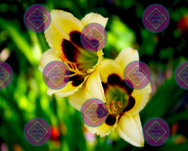 "Daylily" (Yellow, Red, Flowers, Green, Black)