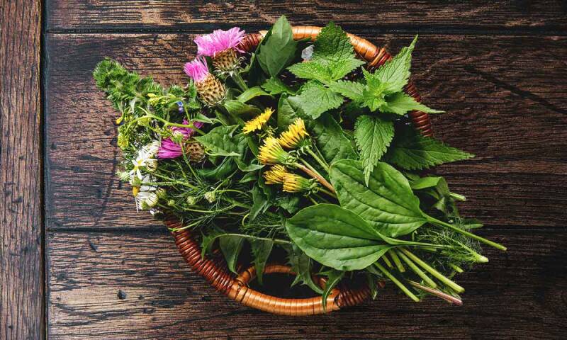Wildkräuter, Bitterstoffe, Gesundheit aus der Natur