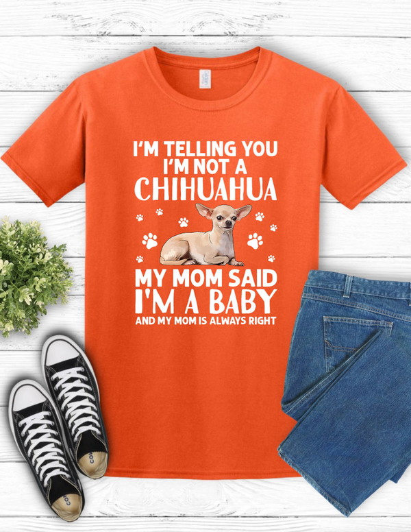 Chihuahua Baby