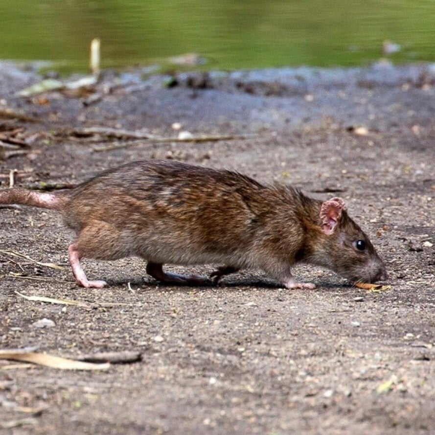 Bruine rat