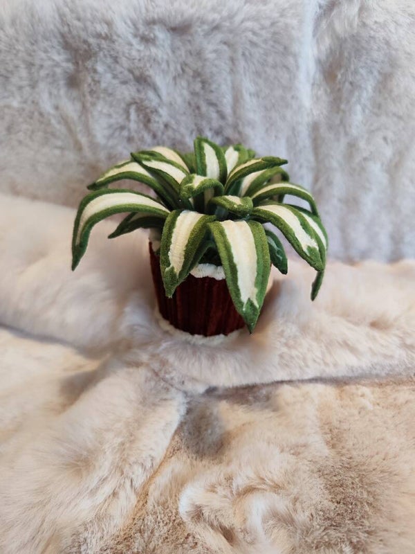 Mini Plante Araignée 🪴