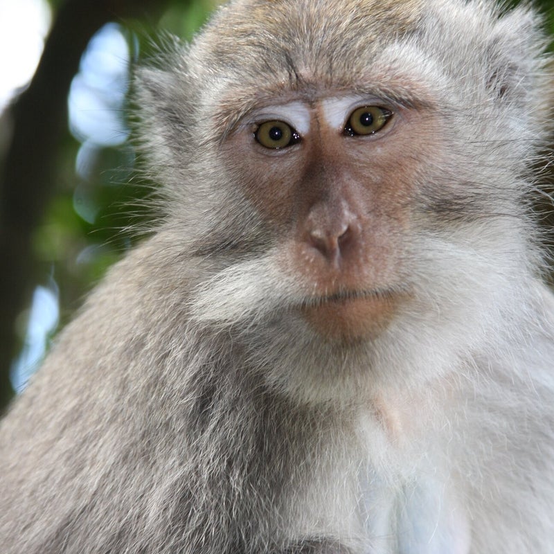 sangehmonkeyforest03.jpg