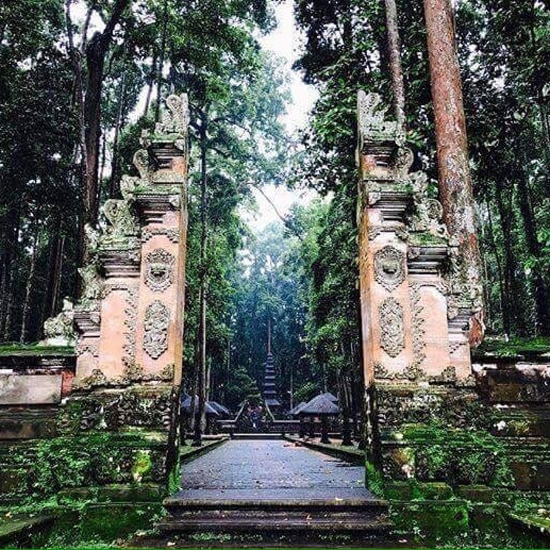 sangehmonkeyforest01.jpg