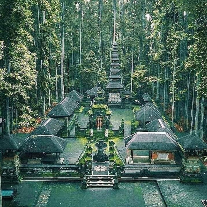 sangehmonkeyforest05.jpg