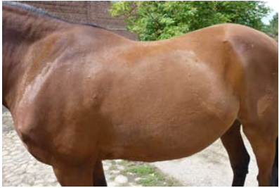 Muskelschwund beim Trapezmuskel