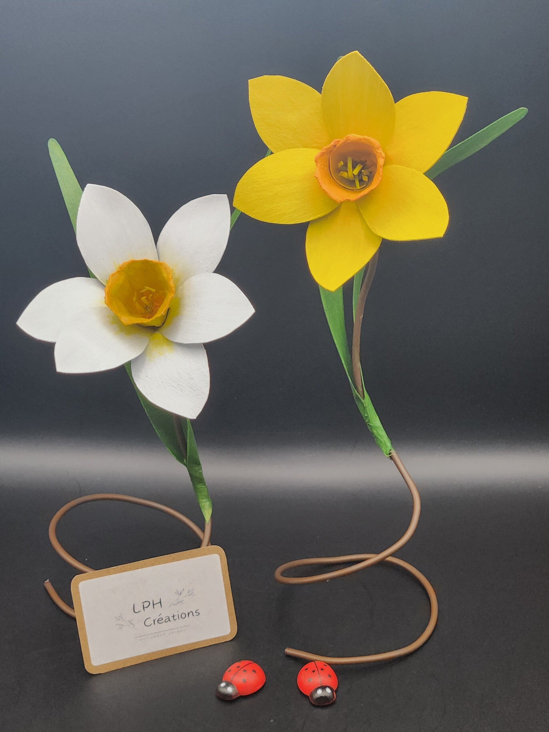 Duo de Jonquilles sur pied