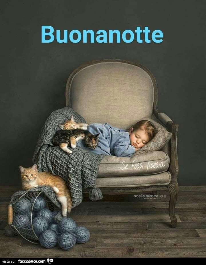 cucciolo di  gattino in arrivo CONSIGLI